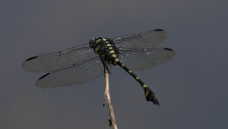 the common flangetail dragonfly is commonly seen in thailand and asia