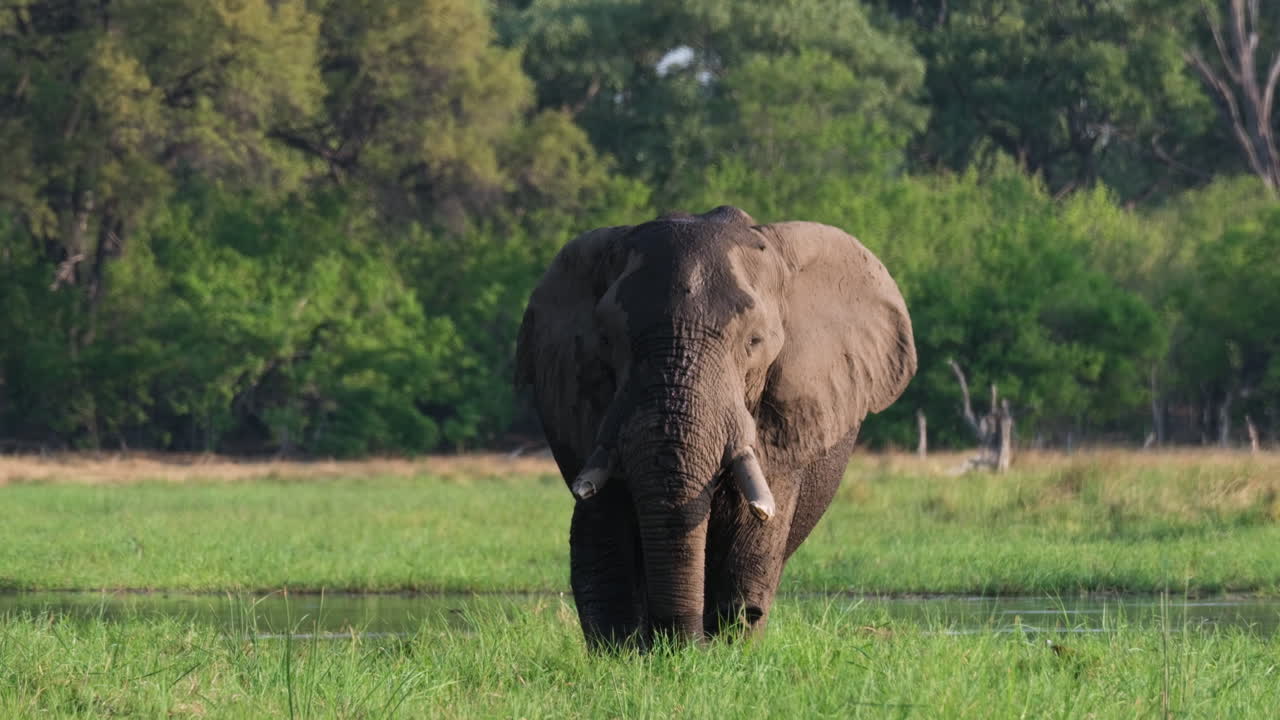 un elefante africano adulto aleteando las orejas mientras marcha en un prado verde