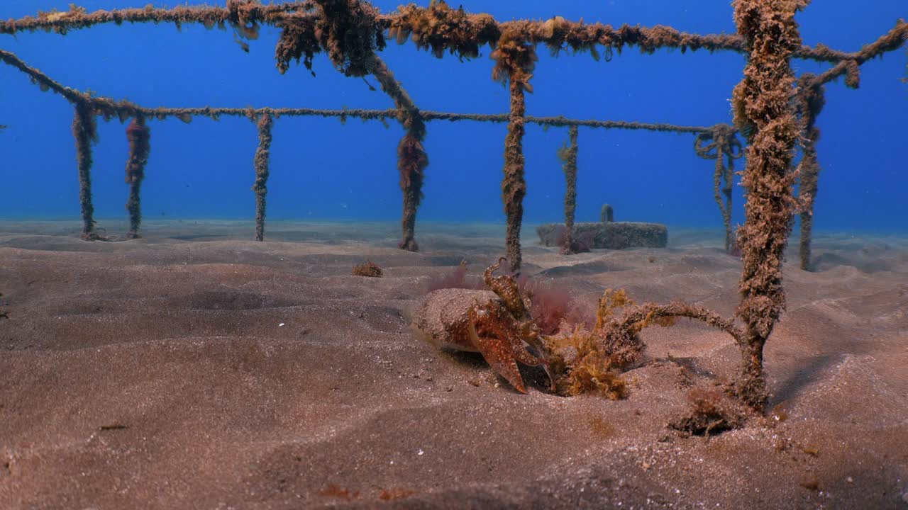 Almindelig blæksprutte Sepia Officinalis flygter nær et forladt fiskebur under vandet.
