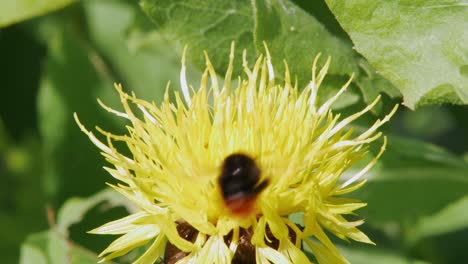 un abejorro despega y aterriza en una flor amarilla de diente de león