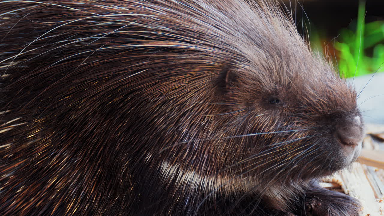 Close up of a porcupine sitting on a wooden platform at the zoo