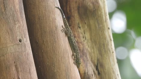 lizard relaxing on wood