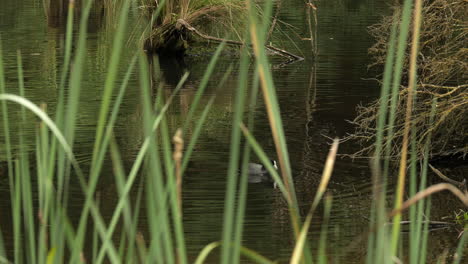 Europäisches-Blässhuhn-Schwimmt-Entlang-Des-Lake-Elizabeth-In-Den-Otway-Ranges,-Australien