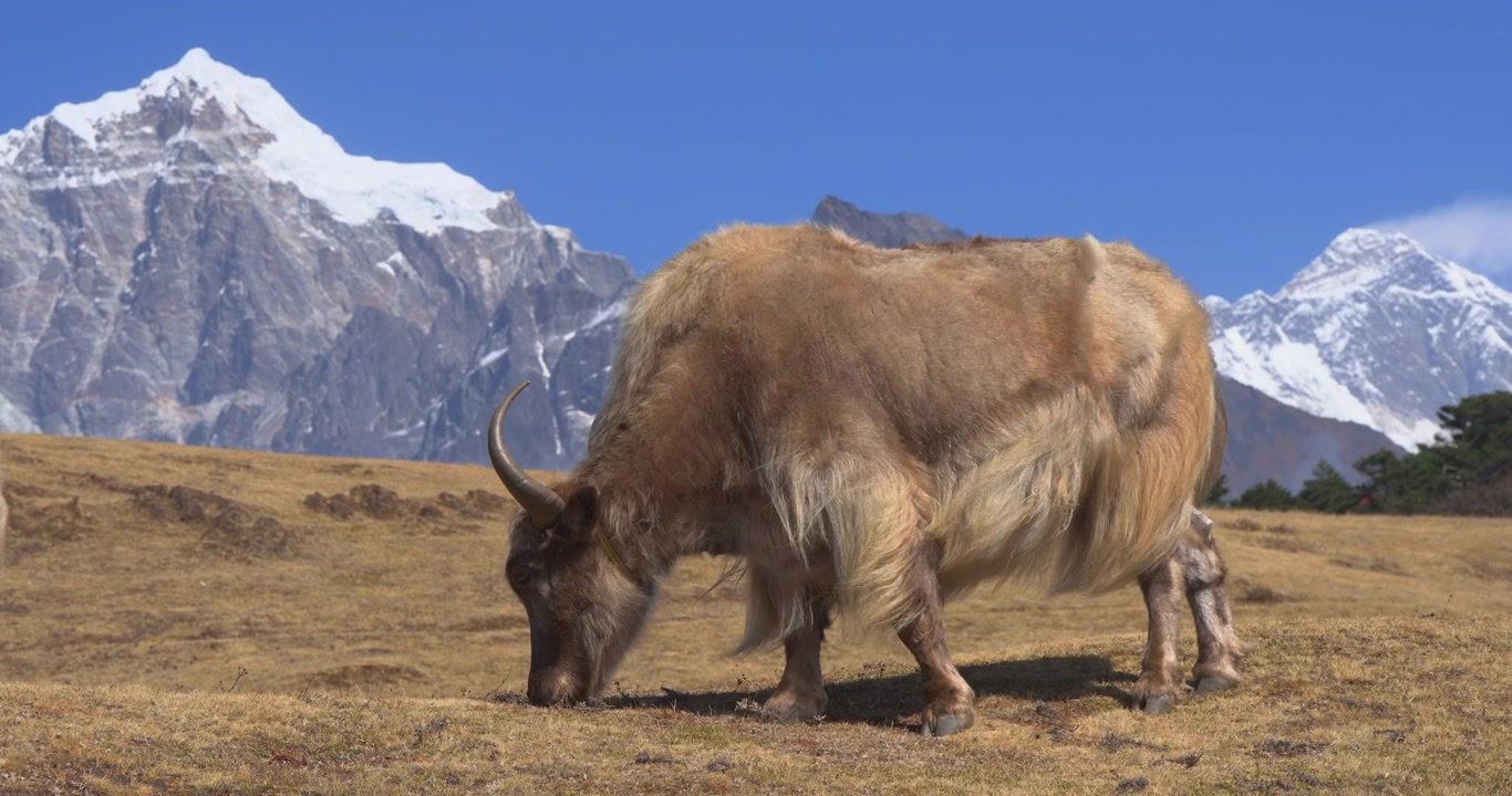Syangboche, Nepal, statisk billede af en langhåret himalayansk vild yak, der græsser på en græsklædt bjergskråning med Mount Thamserku og Mount Everest, der rejser sig på den klare blå himmel