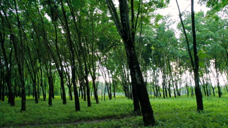 Lateral-Drone-shot-of-dense-forest-with-tall-trees-and-herbs-found-in-Nepal