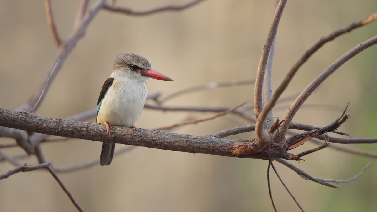 Brown-hooded kingfisher perches on a dry branch, looking around alertly in Kruger National Park, South Africa. Close wildlife portrait with soft background and natural light