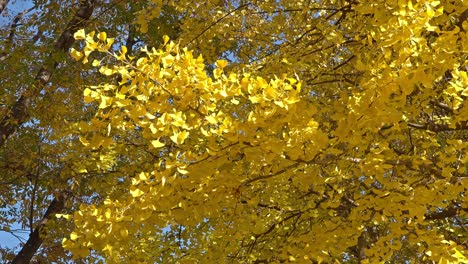 a vibrant view looking up at golden ginkgo biloba branches against a clear sky, showcasing the beauty of autumn foliage.