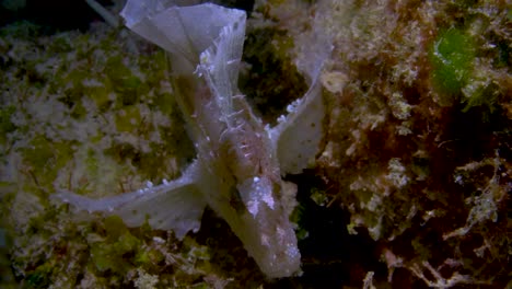 white leaf scorpionfish with pink tint hanging on between two rocks