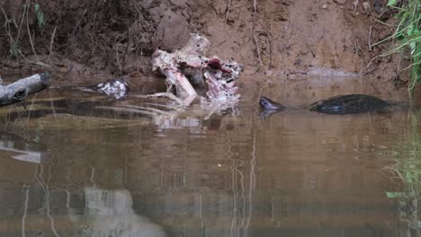 Gesehen,-Wie-Er-Sich-Vom-Skelett-Des-Sambar-Hirsches-Zurückzieht-Und-Dann-Zurückkehrt,-Um-Zu-Beißen-Und-Zu-Essen,-Und-Tief-Ins-Wasser-Taucht