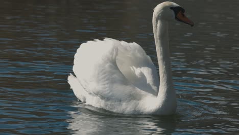 Ein-Video-Von-Zwei-Weißen-Schwänen-Mit-Riesigen-Flügeln,-Die-In-Einem-See-Schwimmen,-Europäische-Tierwelt,-Sanfte-Folgebewegung,-Wasserspiegelung,-Malerische-Aussicht,-Zeitlupe,-4k