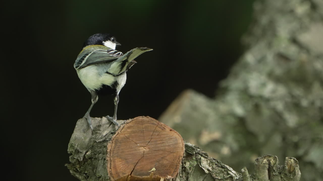 un tit japonés parado en el tronco luego voló en el bosque cerca de saitama, japón - primer plano