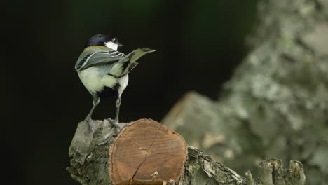 Un-Tit-Japonés-Parado-En-El-Tronco-Luego-Voló-En-El-Bosque-Cerca-De-Saitama,-Japón---Primer-Plano