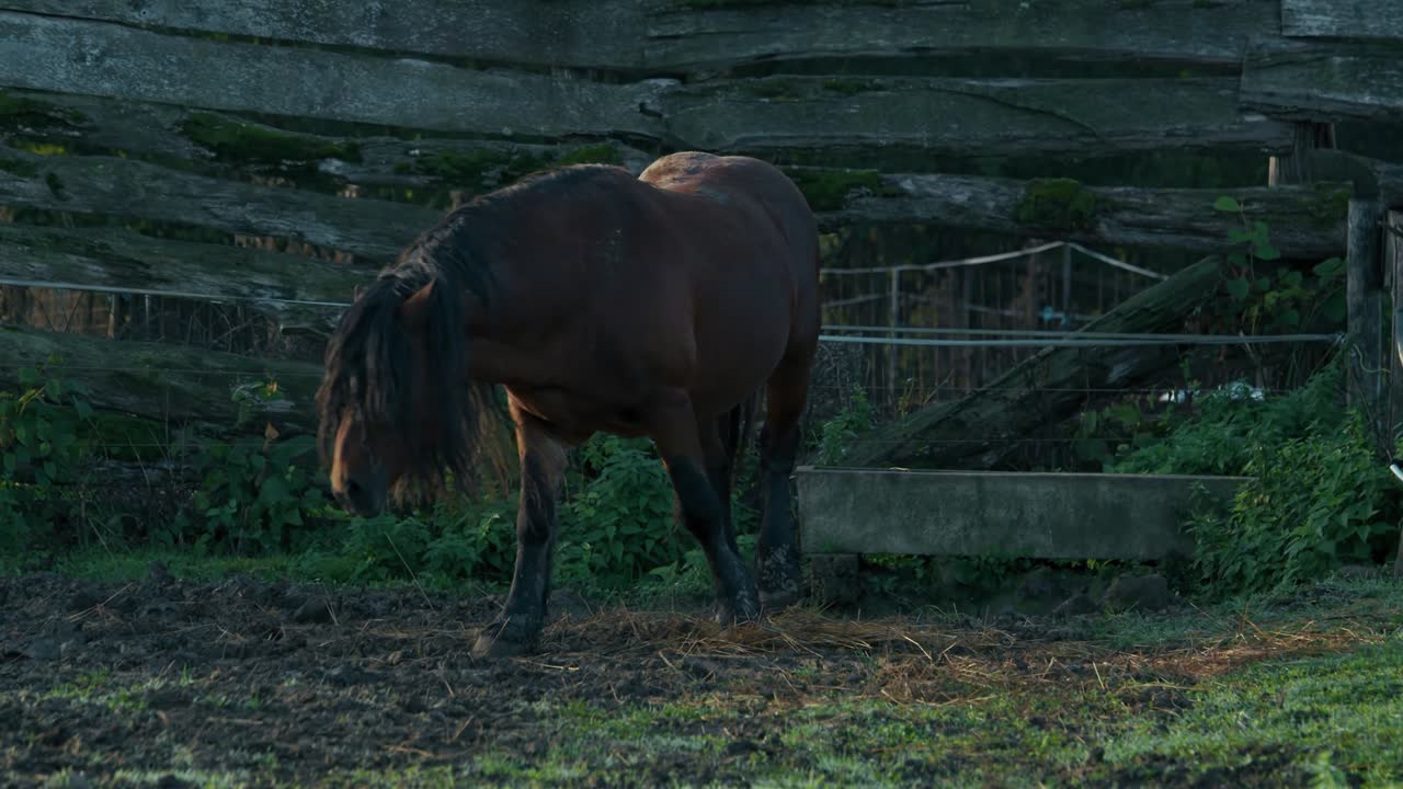 brown horse with long mane standing in a rustic paddock at Lonjsko Polje Krapje