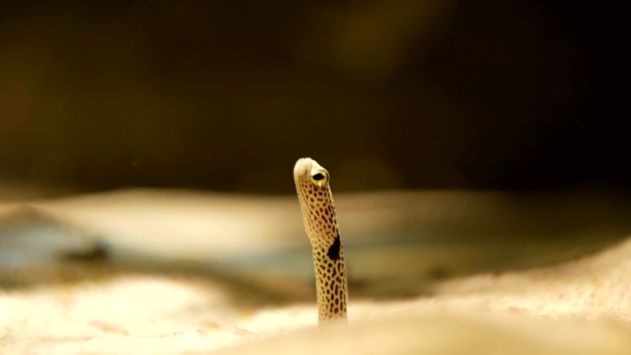 anguila de jardín manchada, con sus típicas manchas negras