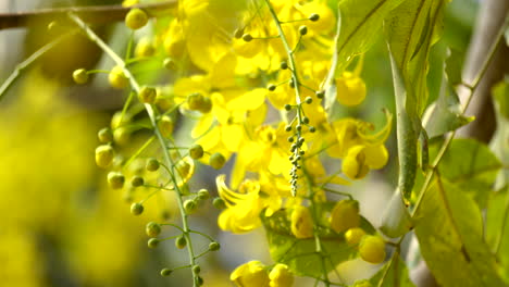 La-Lluvia-Dorada-Flor-Laburnum-Indio-Planta-Kanikonna-