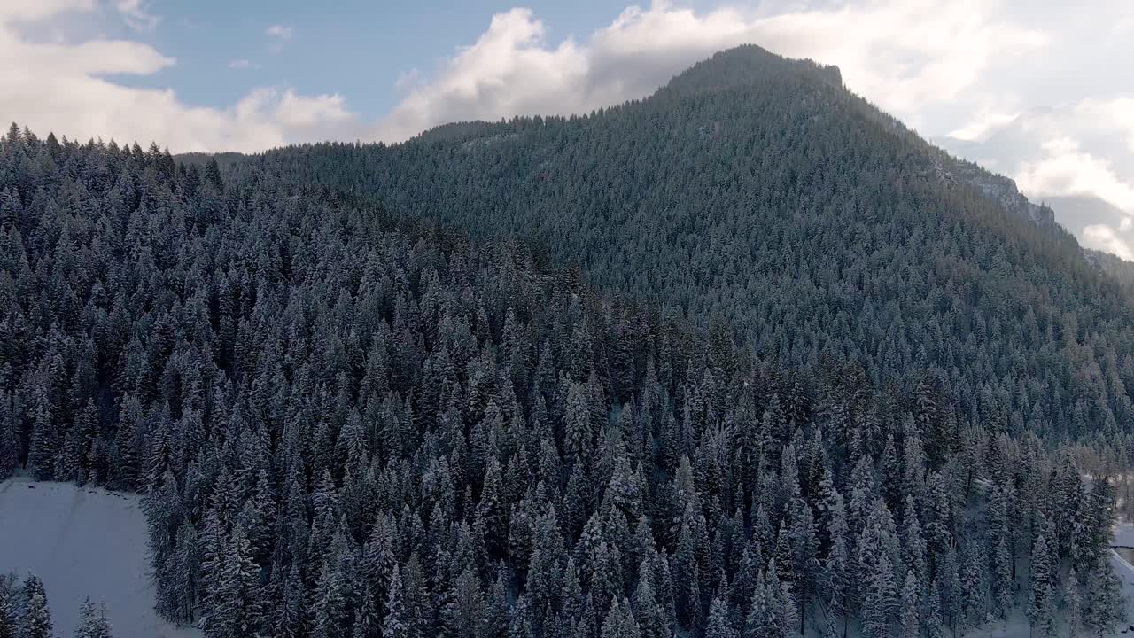 bosque de coníferas cubierto de nieve en el cañón del tenedor americano, montañas wasatch, utah