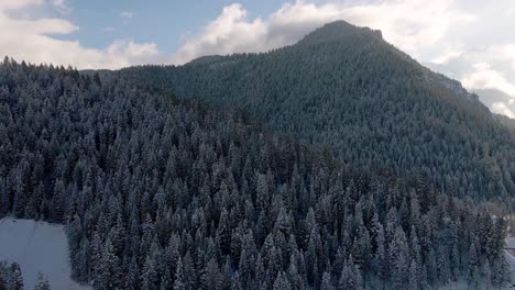 snowy coniferous forest in american fork canyon, wasatch mountains, utah