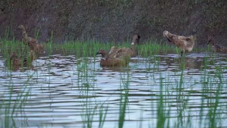 a flock of ducks herding in the rice fields