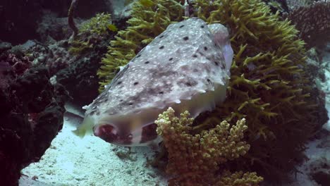 Big-Cuttlefish-nursing-eggs-and-changing-color-on-tropical-reef-in-Micronesia