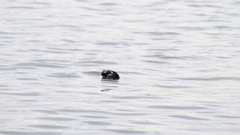 Par-De-Patos-Bufflehead-Flotando-En-El-Océano-Durante-El-Día