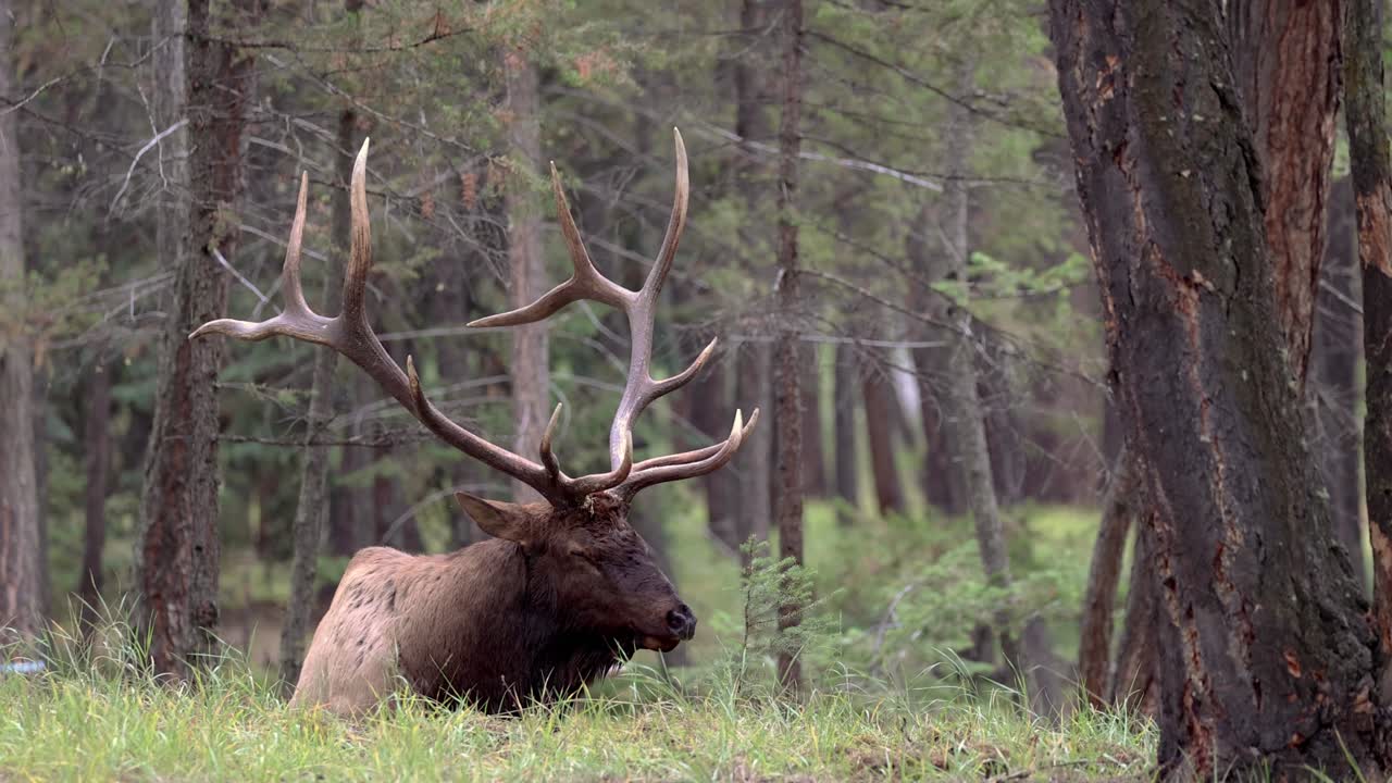 un alce toro descansando en el bosque y tumbado junto a un árbol en 4k