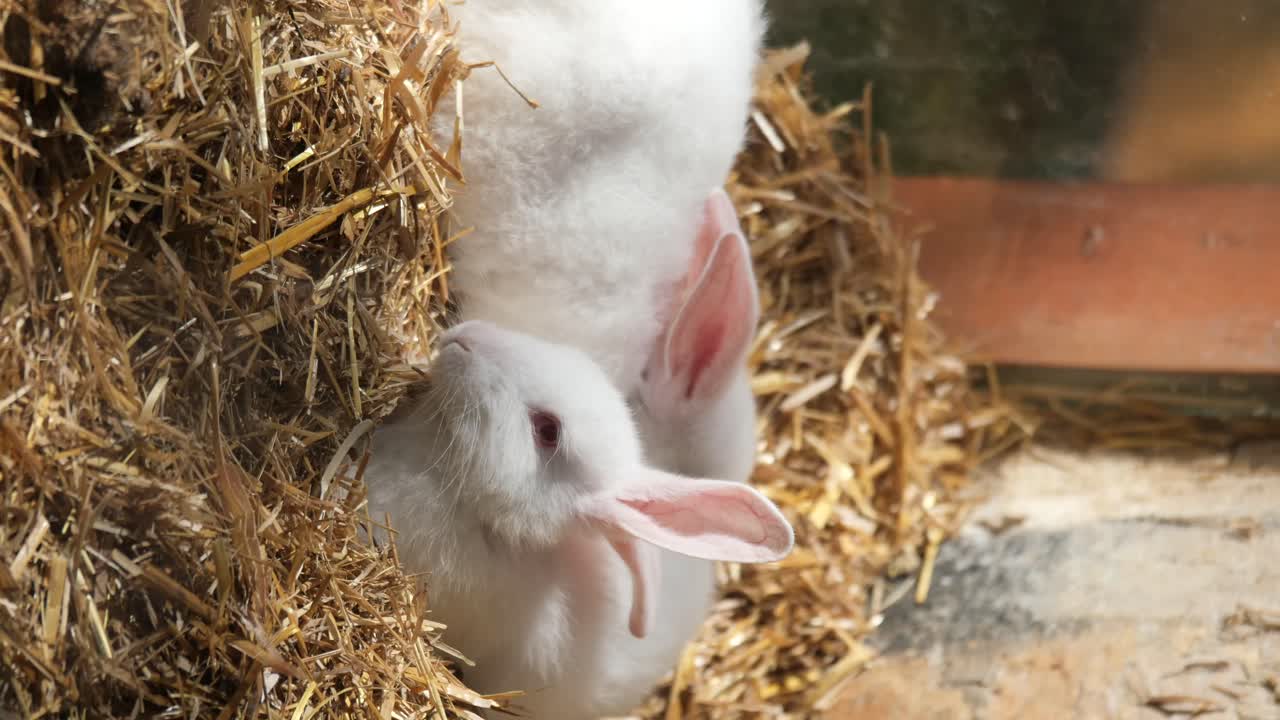 White Rabbits in Hay