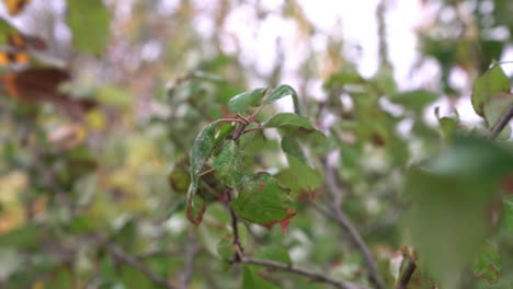 strongly wind that moves violently the leaves of a tree in a cloudy and windy day