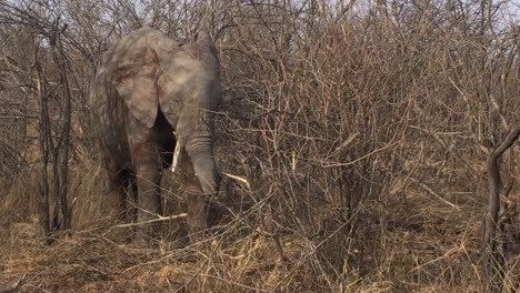 african bush elephant breaks twigs and branches to eat, no leaves