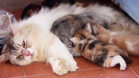 cat nursing and bonding with her kittens