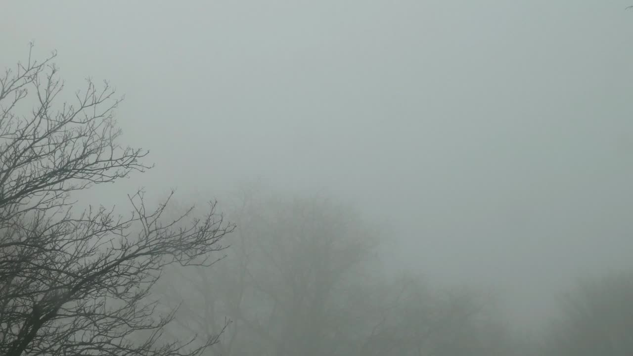 Cold December ghostly haunting leafless tree branches silhouette in dense Winter fog