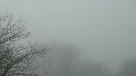 cold december ghostly haunting leafless tree branches silhouette in dense winter fog