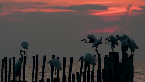 The-Great-Egret,-also-known-as-the-Common-Egret-or-the-Large-Egret