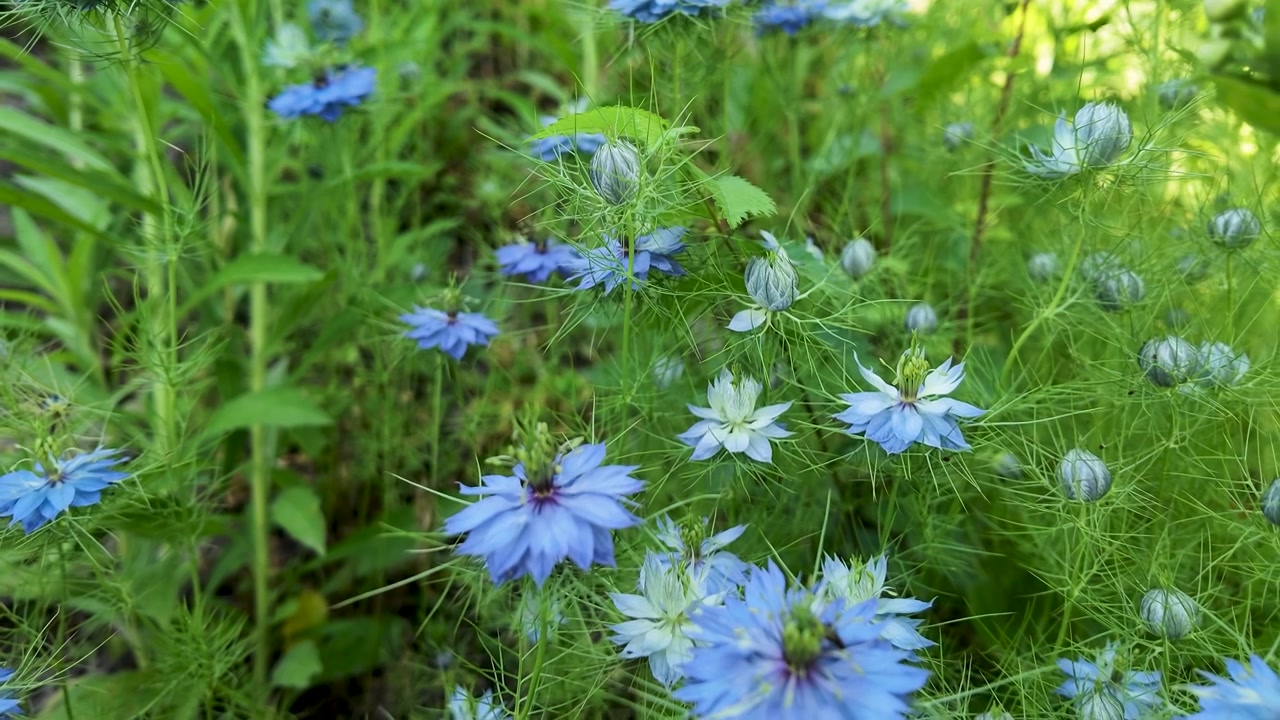 Close-up shot of blue love-in-a-mist flowers gently swaying in natural sunlight outdoors.