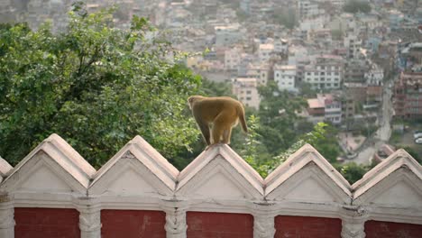 monkeys at monkey temple in kathmandu in nepal, monkeys in urban wildlife shot of monkeys at a buddhist temple in asia with kathmandu cityscape, animals in urban environment