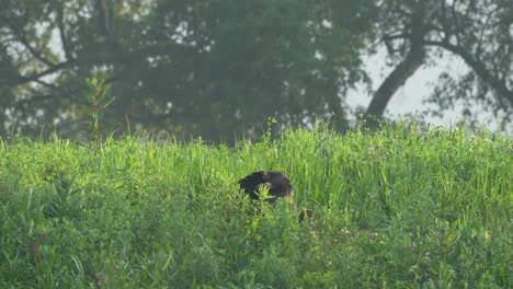 A-wild-turkey-hen-standing-in-the-tall-grass-looking-out-for-danger-in-the-summer-sun