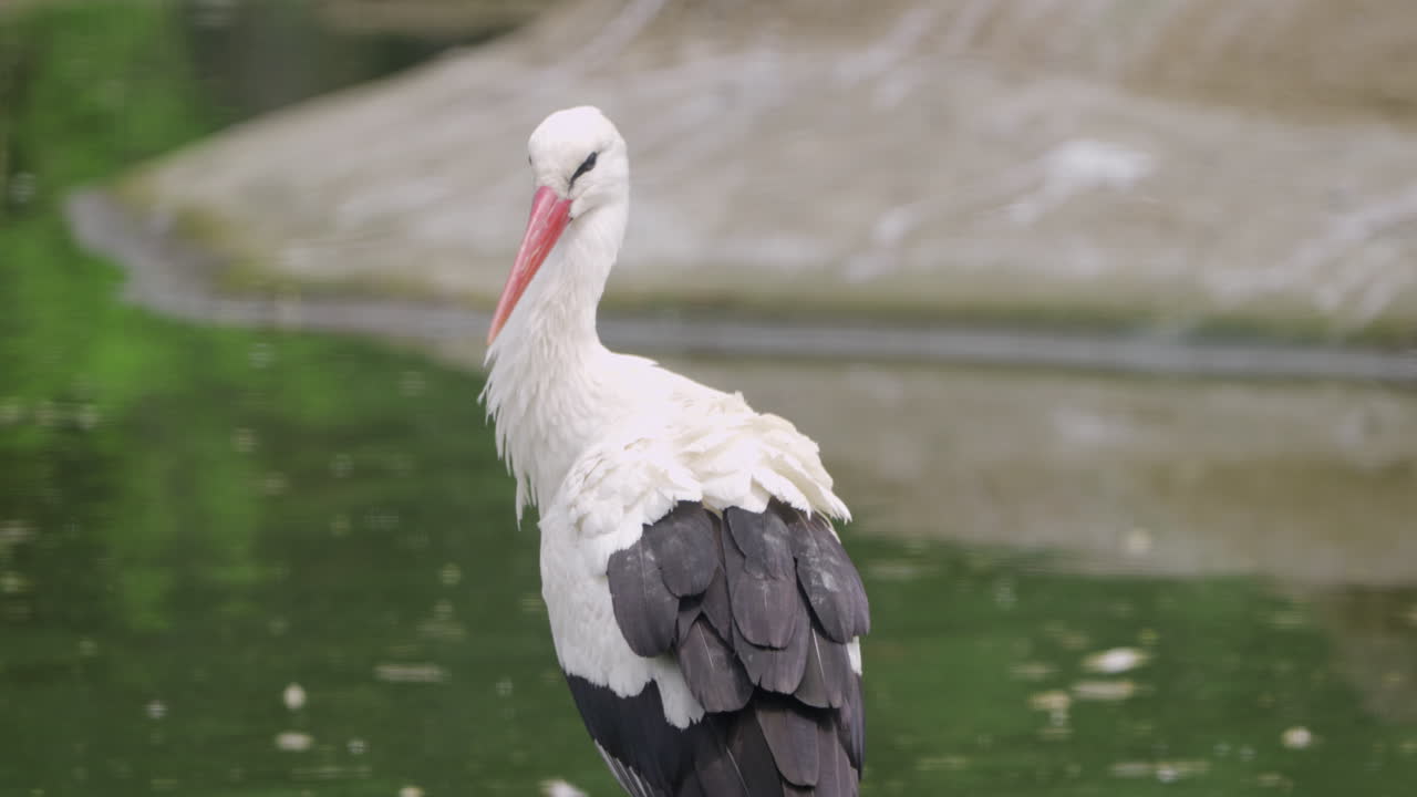 One Western White Stork Hunting Fishes on a Pond Under Sunlight - close-up slow motion