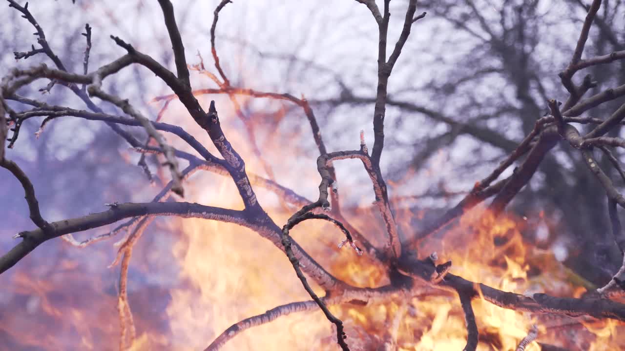 burning tree branch in the forest. Heavy smoke against sky