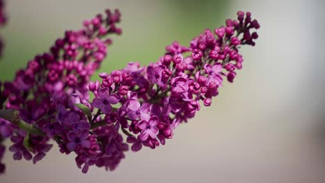 Flores-Lilas-Comunes-En-Flor-Durante-La-Primavera-De-Verano