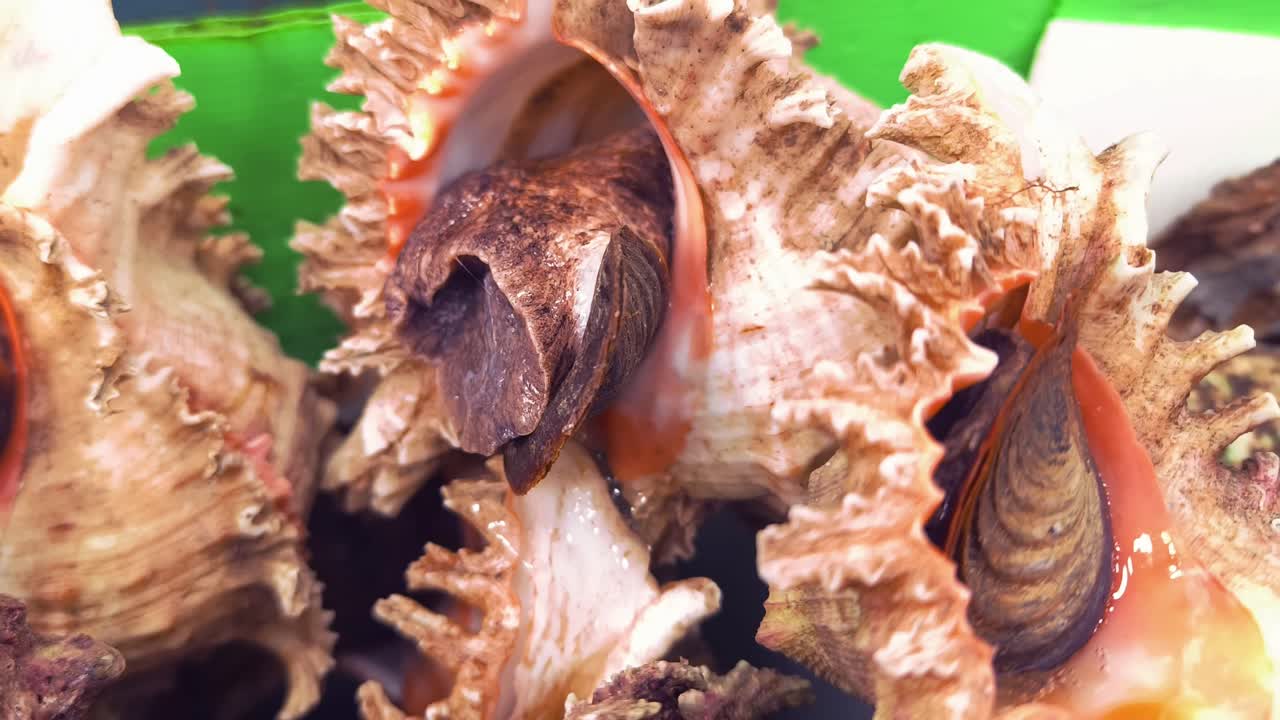 Close-up of colorful seashells