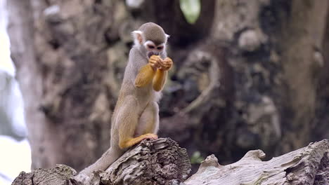 a grayish brown common squirrel monkey eating on top of a broken tree branch with both hands - close up shot