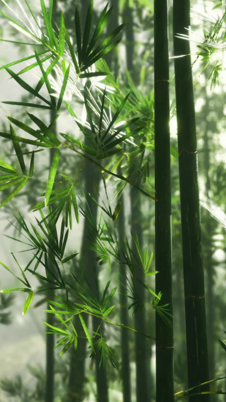 Sunlight filtering through lush green bamboo in a serene forest setting