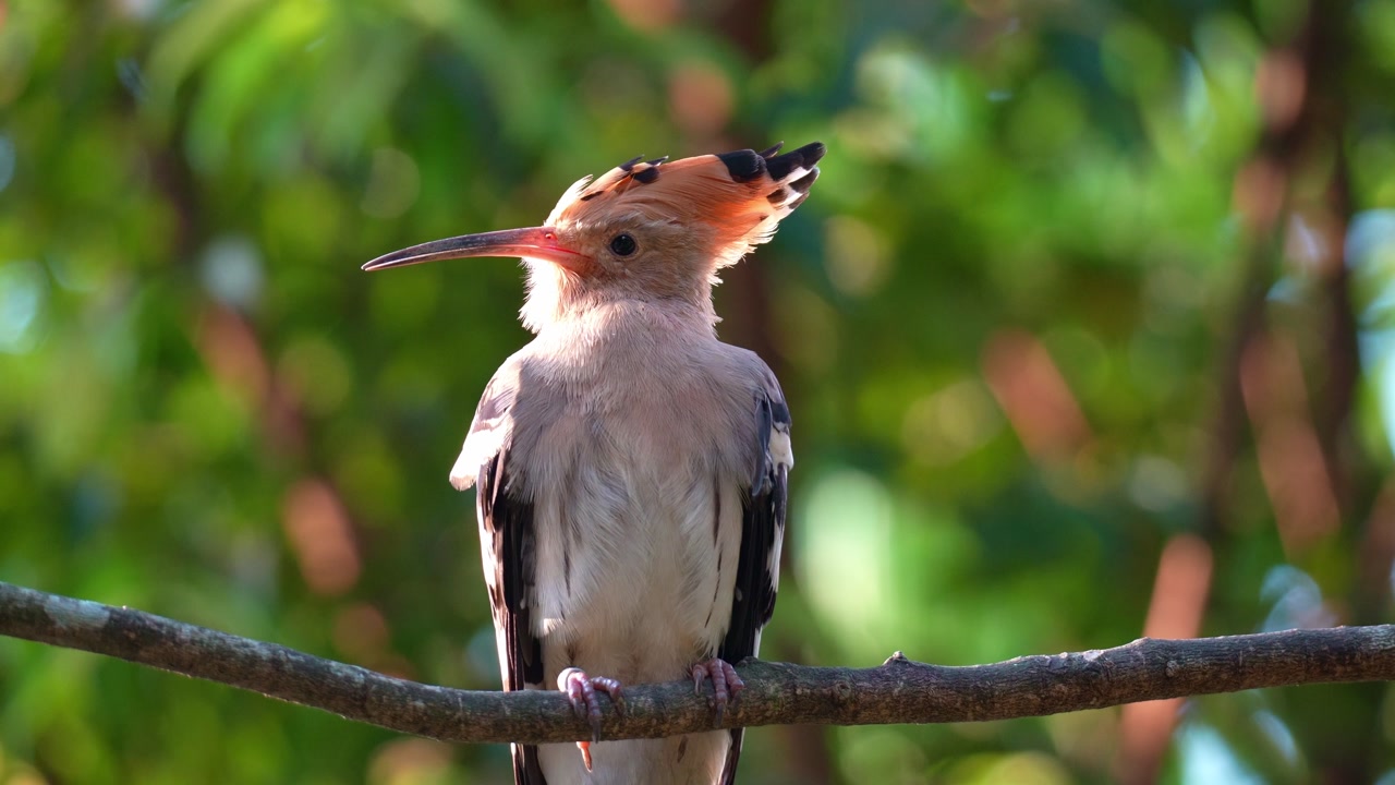 Close up shot of an Eurasian Hoopoe (Upupa epops) perches on a tree branch, looks around its surroundings, spreads its wings, and flies away.