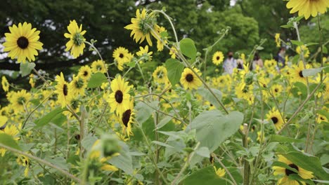 Peaceful-Outside-Scene-in-Summer,-Sunflowers-Blooming-on-Warm-Day