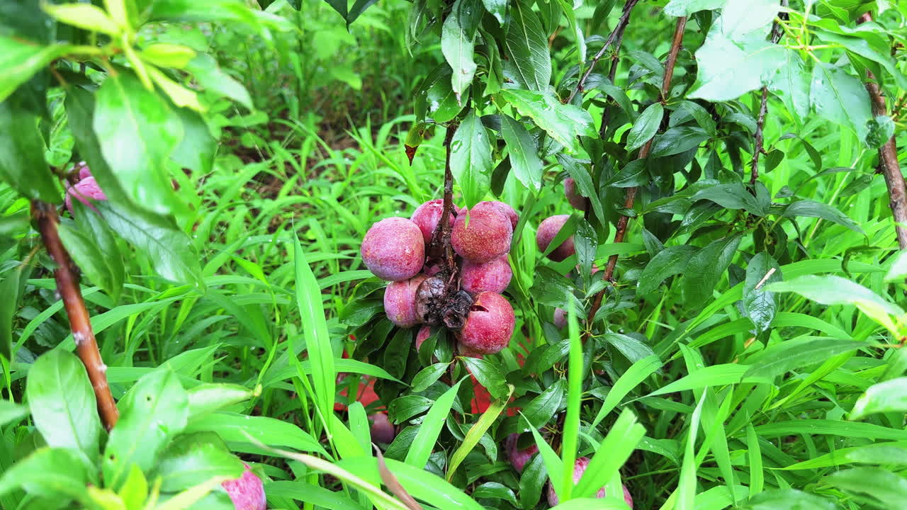 Prugne biologiche fresche, ricoperte di gocce di pioggia naturali e appese a un albero, che mostrano colori vivaci e prodotti sani dell'orto