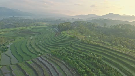 Aerial-view-of-tropical-agricultural-field