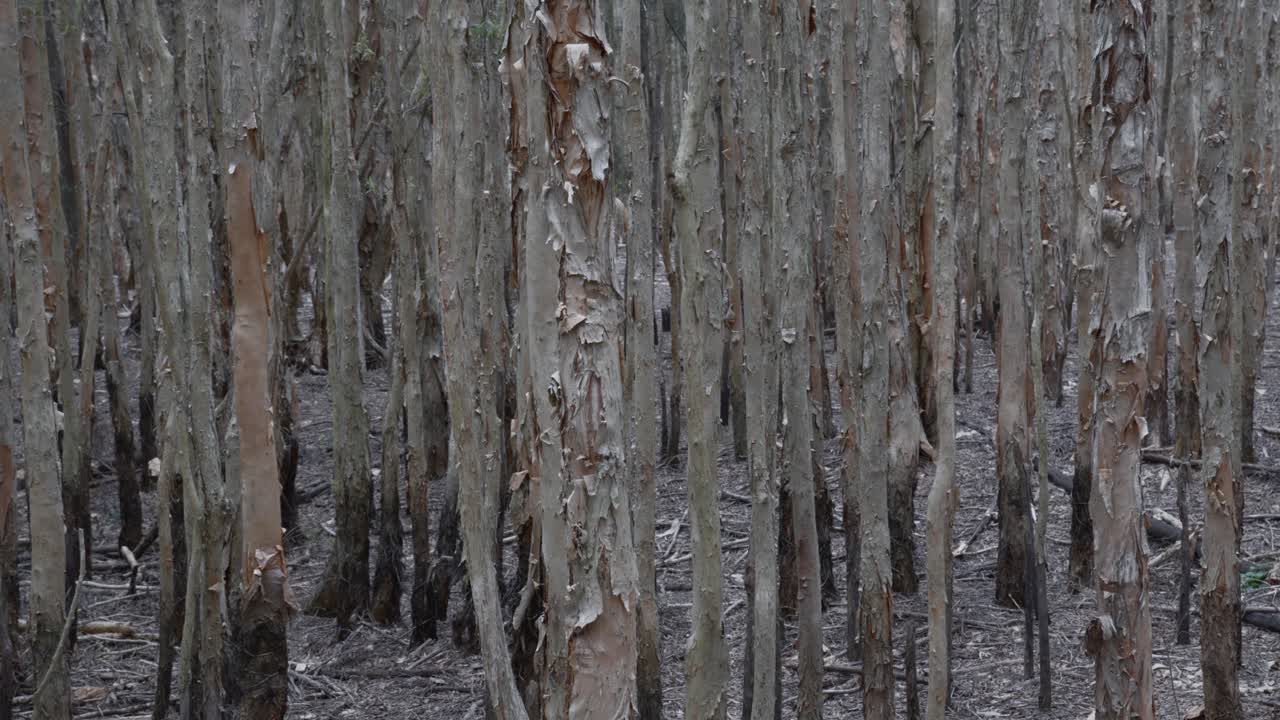Eucalyptus tree trunk plantation forest, dense production in Australia