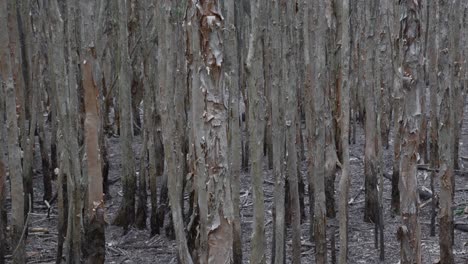 plantación de tronco de eucalipto bosque, producción densa en australia