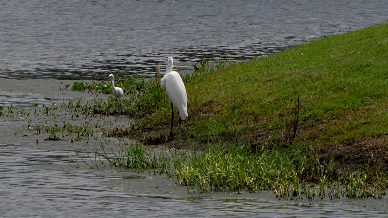 Great egret and snowy egret together in a lake