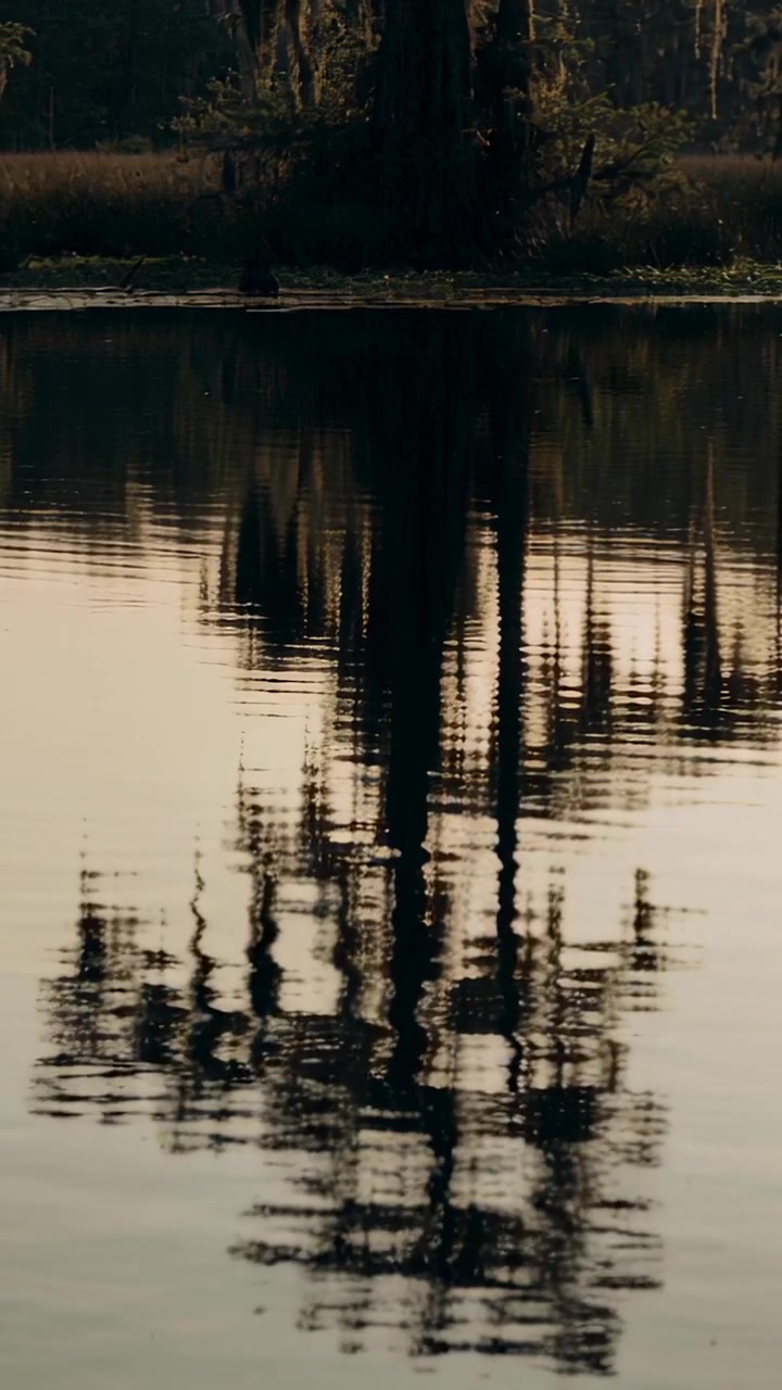 Vertical video: Rippling water reacting to light breeze at marsh bank, reflecting cypress with moss