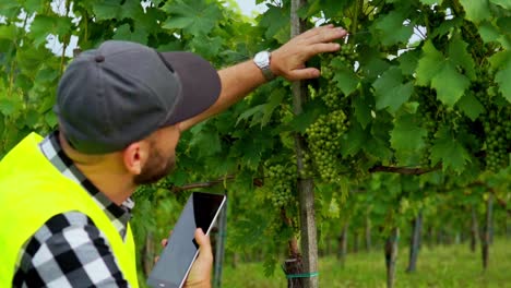 Atemberaubende-HD-Aufnahmen-Eines-Inspektors-In-Gelber-Warnweste,-Der-Durch-Einen-Weinberg-Geht,-Trauben-Und-Blätter-Untersucht-Und-Beobachtungen-Auf-Einem-Tablet-Notiert